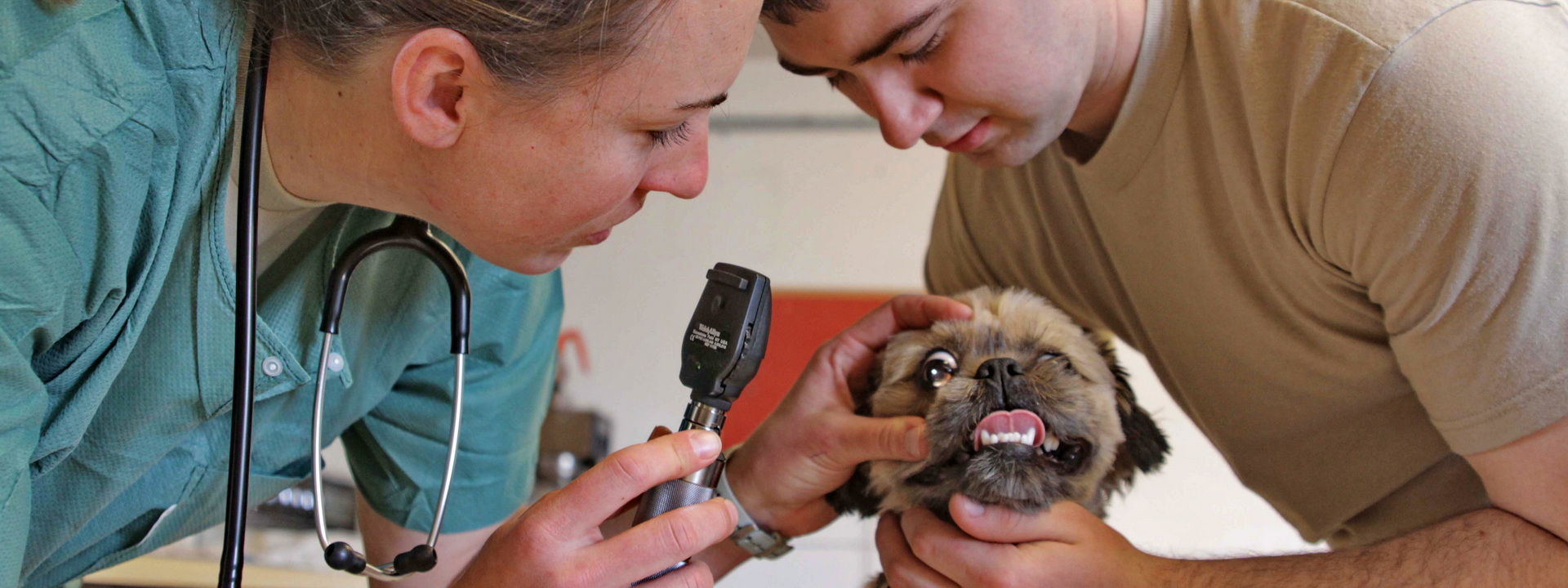 Augenuntersuchung am Welpen