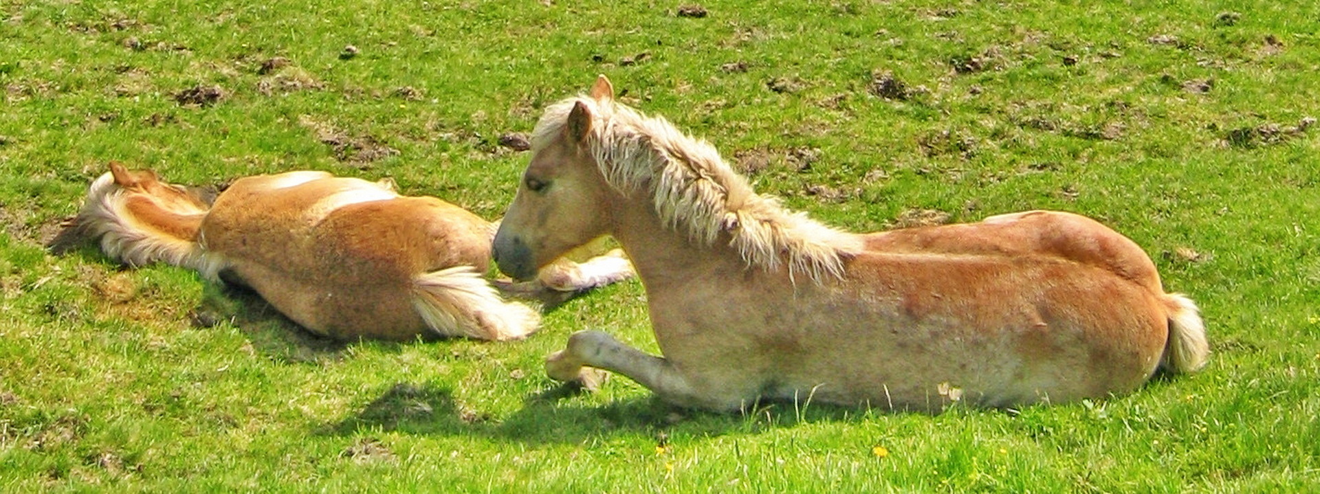 Betreuung von Geburten auf der Weide