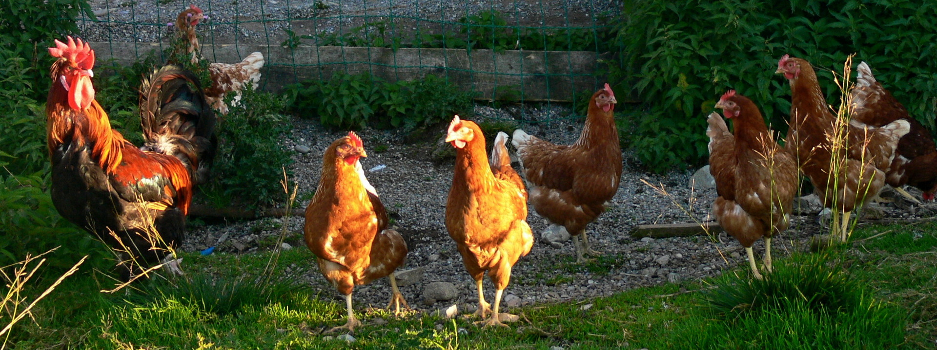 Ihr Geflügel in Auslaufhaltung ist bei uns in guten Händen
