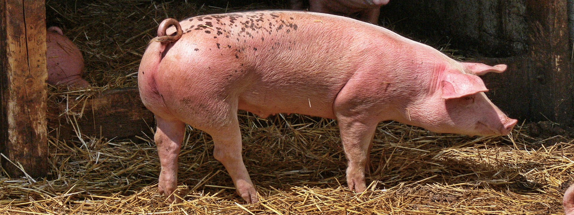 Wir behandeln alle gängigen Krankheiten beim Schwein