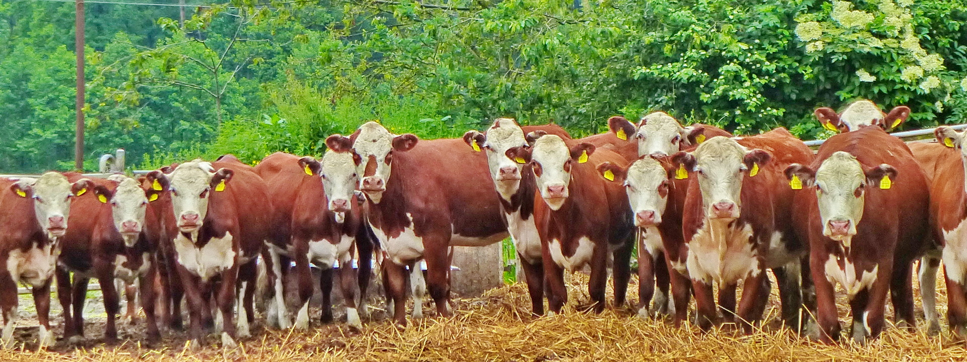 Behandlung von Rindern bei Weidehaltung