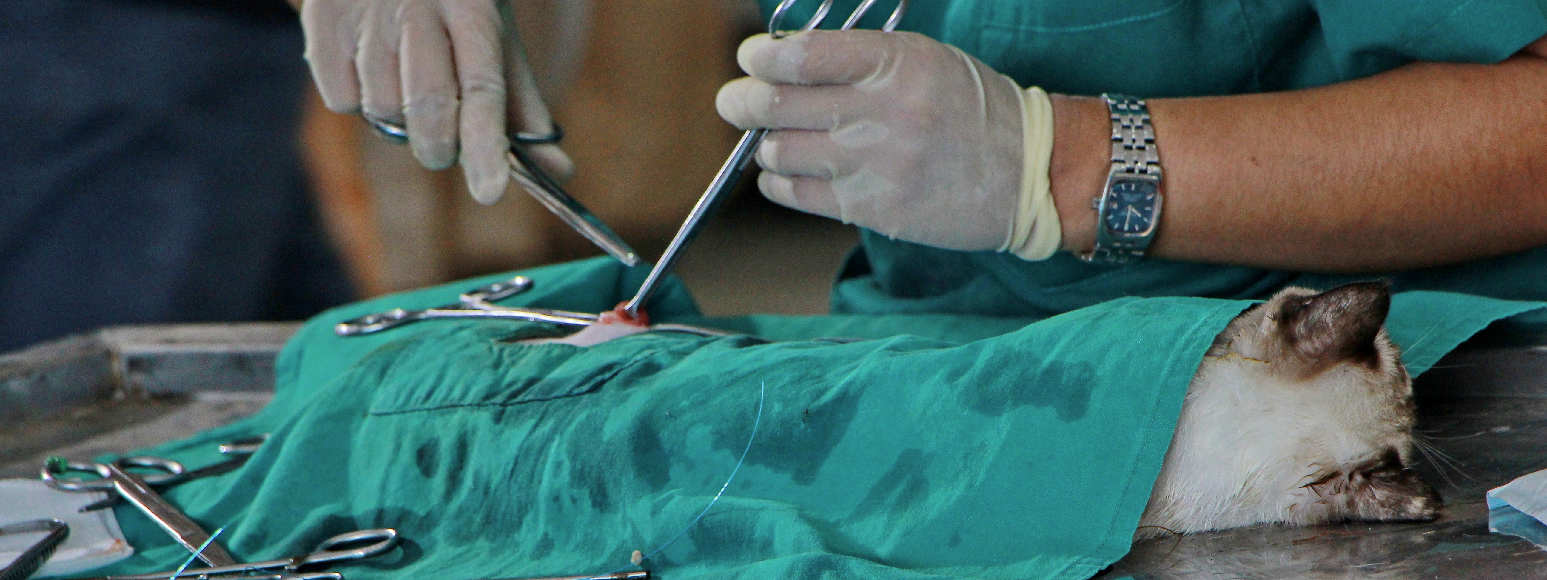 Kastrationen bei Katzen führen wir auch kostenlos durch